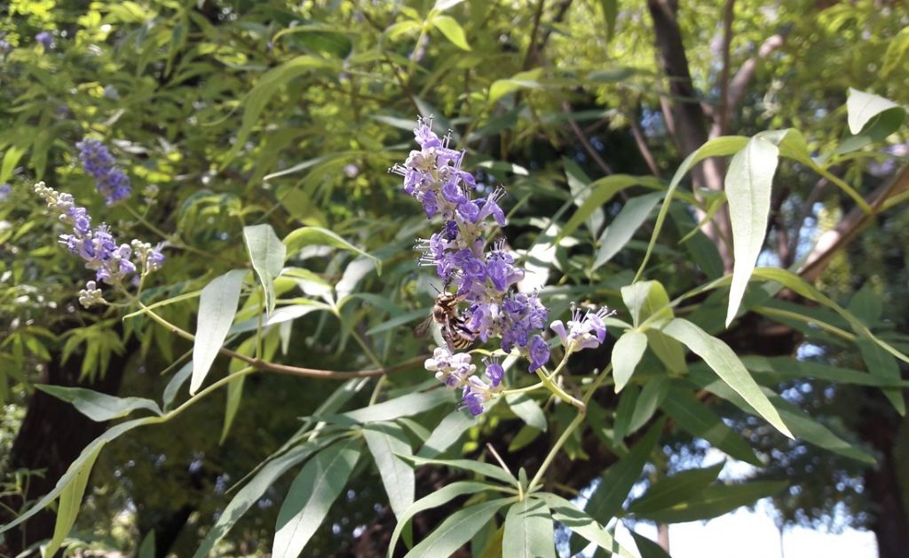 Vitex agnus-castus